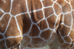 A closeup of the side of a giraffe