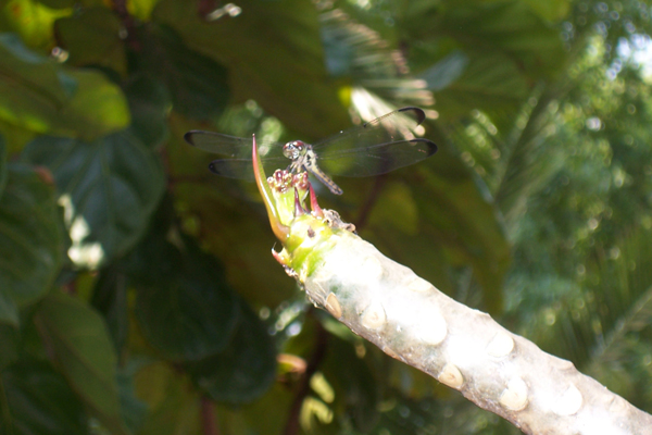 A dragonfly on a plumeria bush